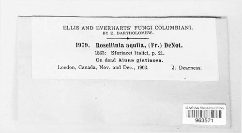 Rosellinia aquila image